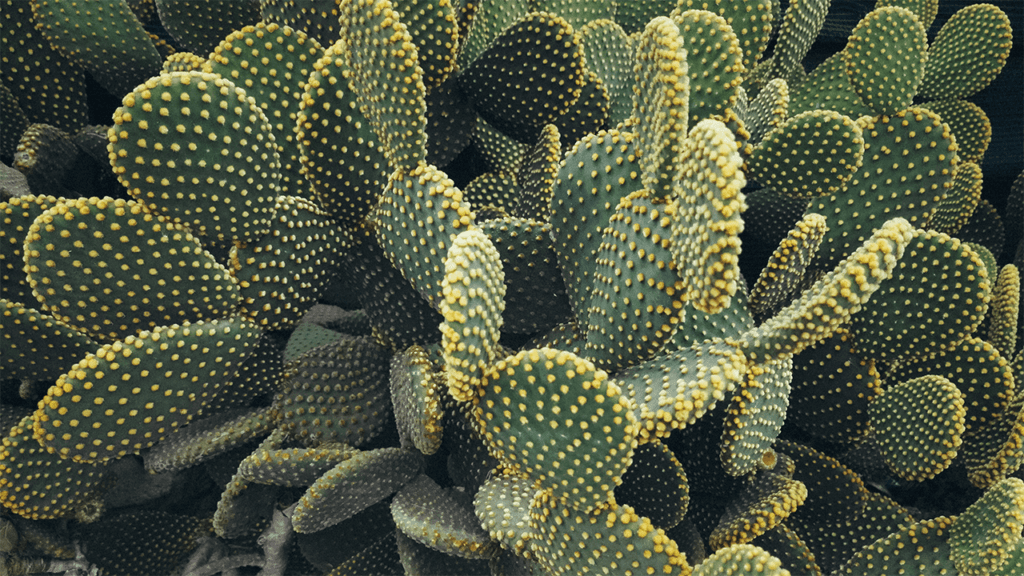 Photographie d'un parterre de cactus