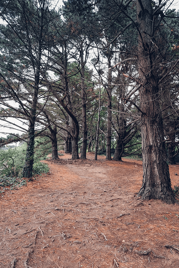 Photographie de forêt sur le sentier du Bindy