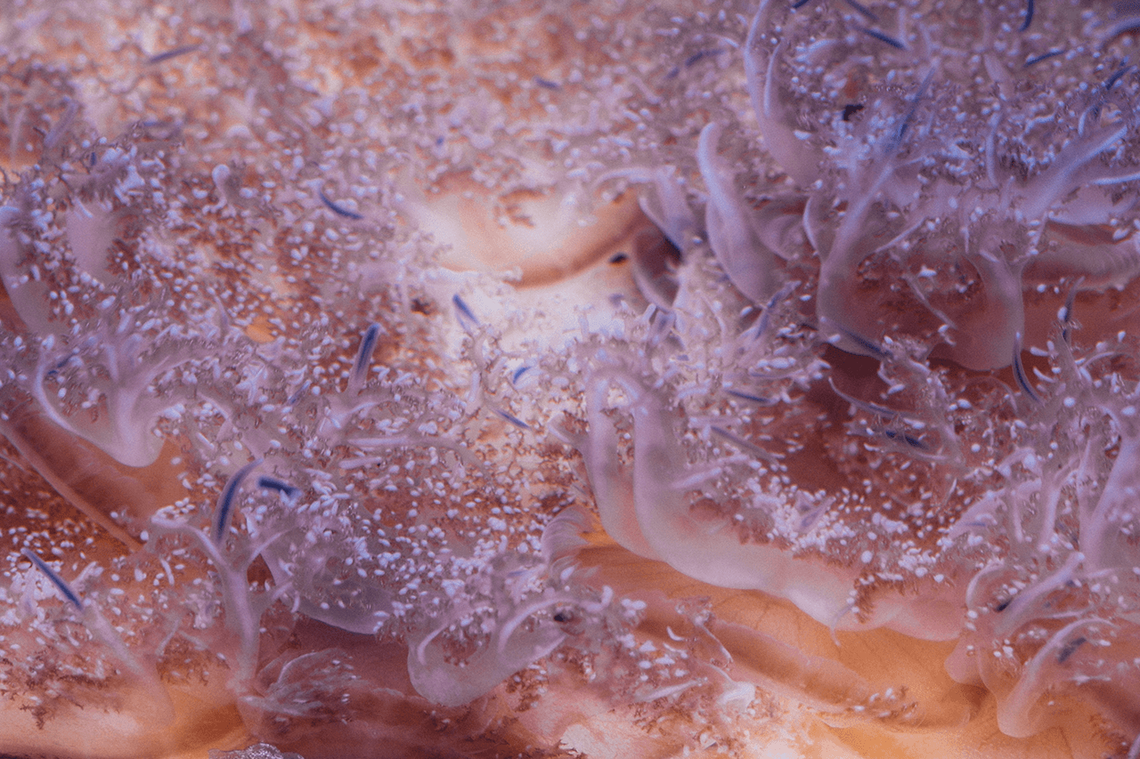 Méduses à l'aquarium d'Océanopolis