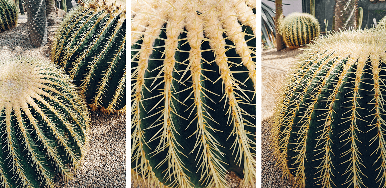 Cactus dans la zone tropicale sèche de la serre, photographie le champ de la mer