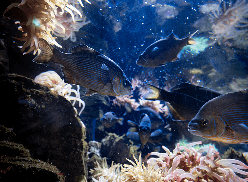 Photo de poissons dans des fonds colorés