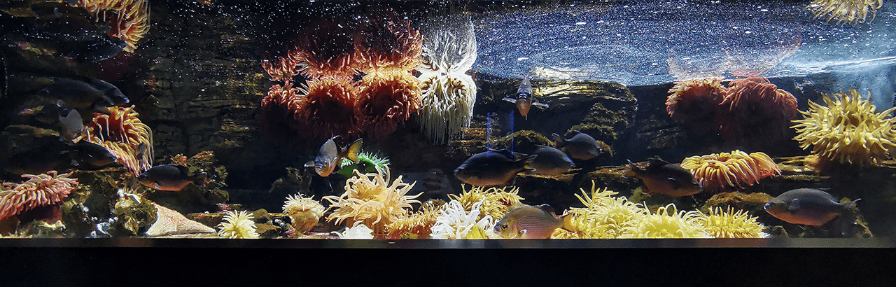 Panoramique d'un aquarium Océanopolis