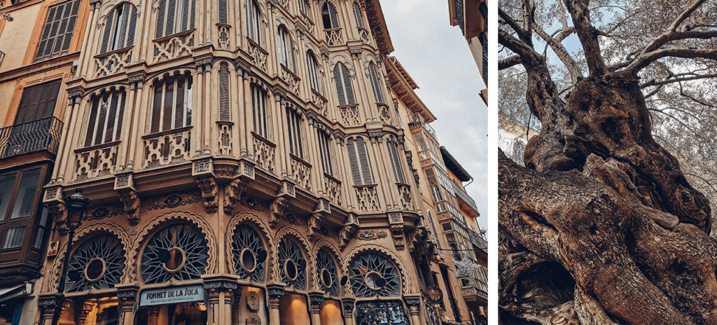 Photographie d'un bâtiment et d'un olivier dans les rues de Palma