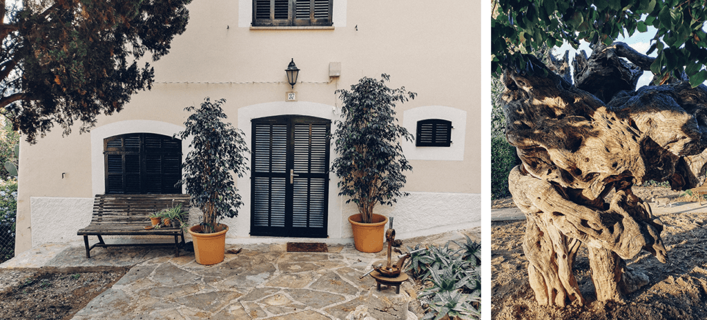 Dans les rues de Pollença, façade de maison et olivier